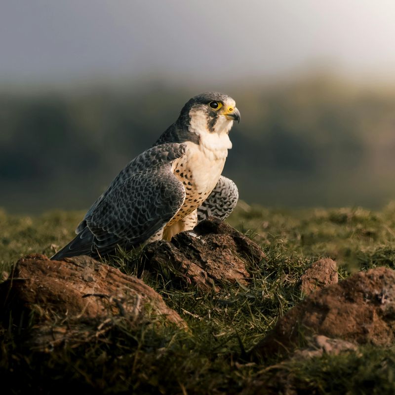 Peregrine Falcon