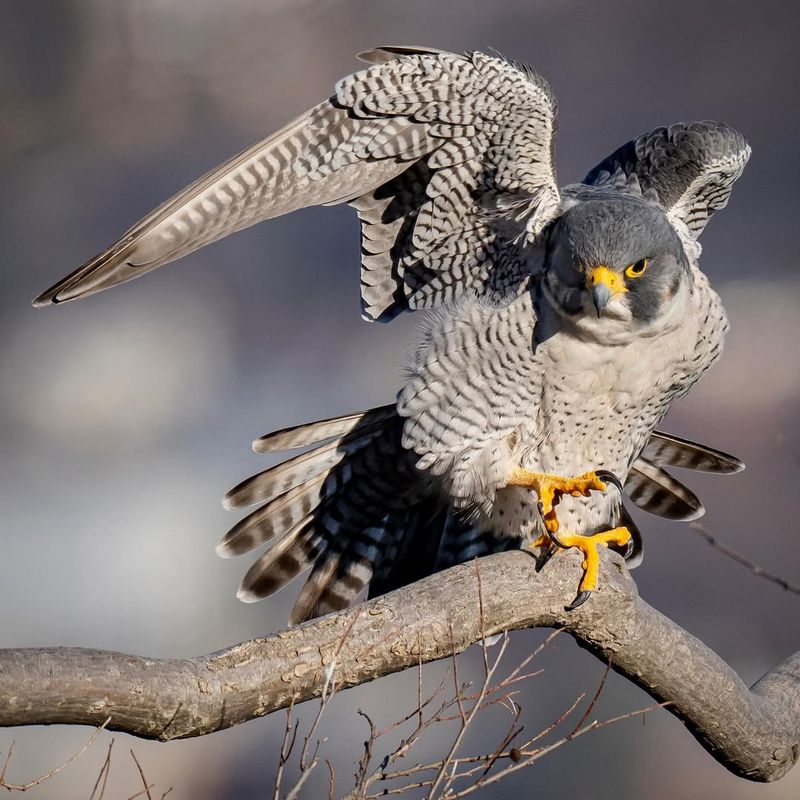 Peregrine Falcon