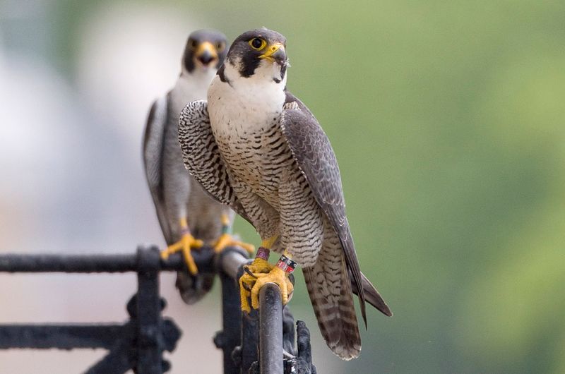 Peregrine Falcon