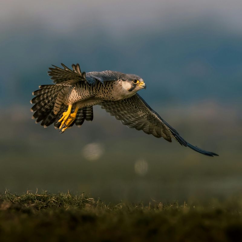 Peregrine Falcon