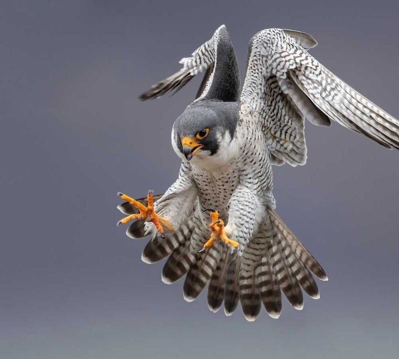 Peregrine Falcon