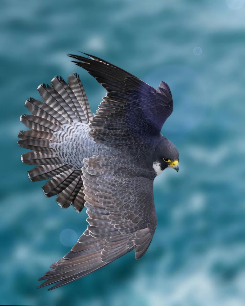 Peregrine Falcon