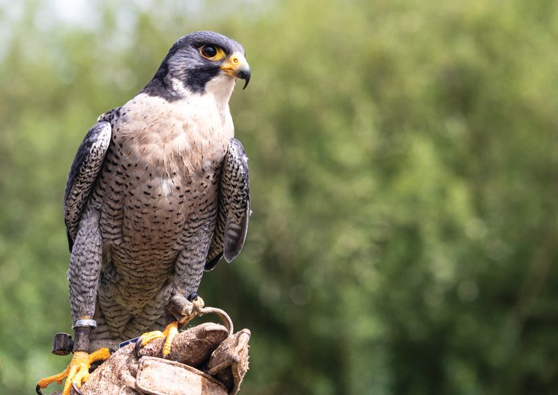 Peregrine Falcon