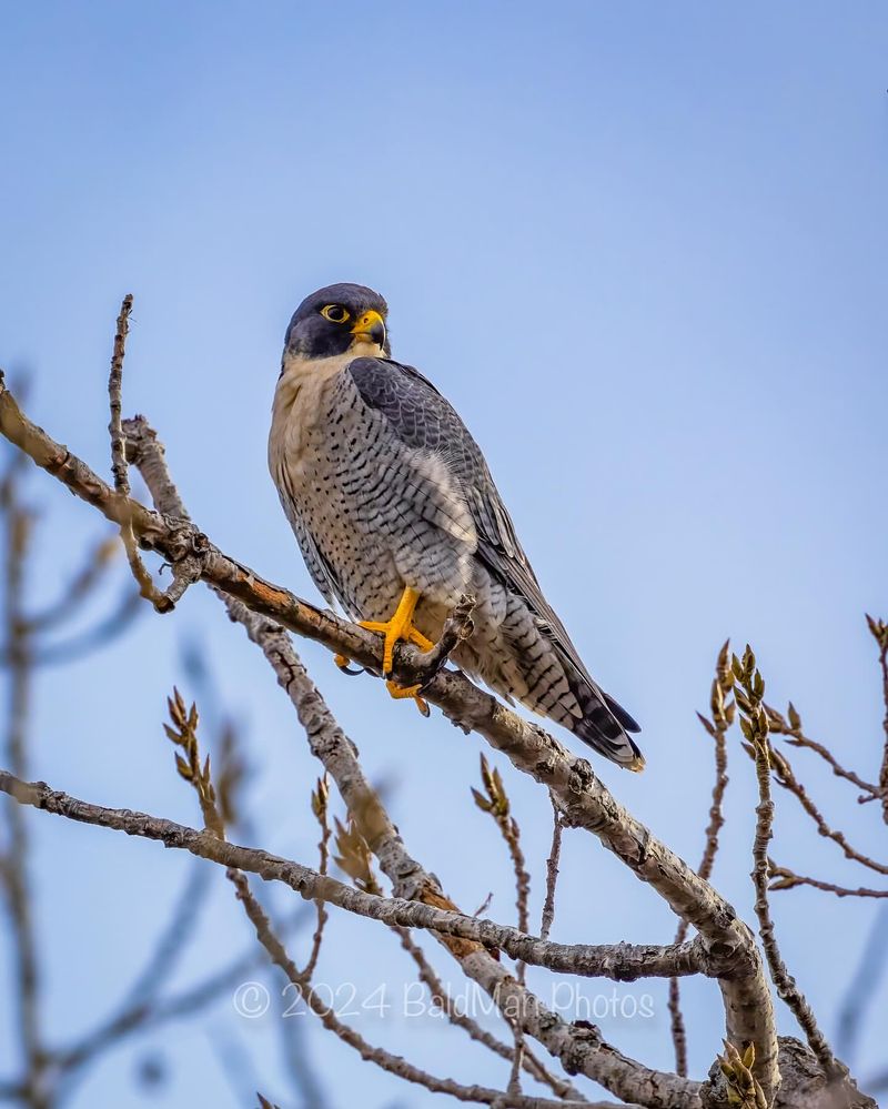 Peregrine Falcon