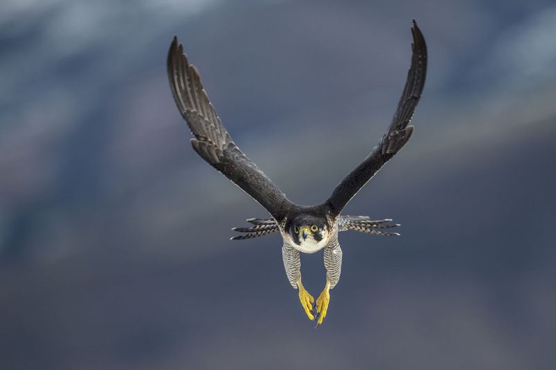 Peregrine Falcon Speed