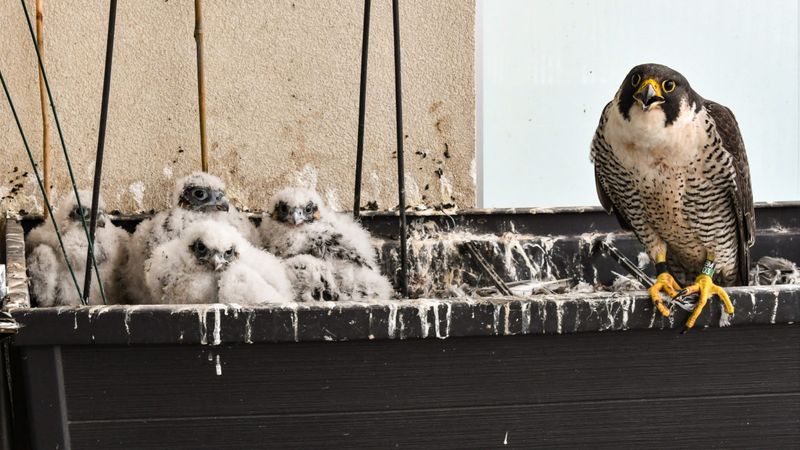 Peregrine Falcons