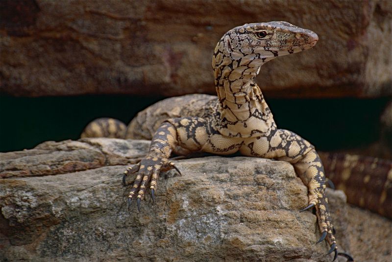 Perentie Goanna