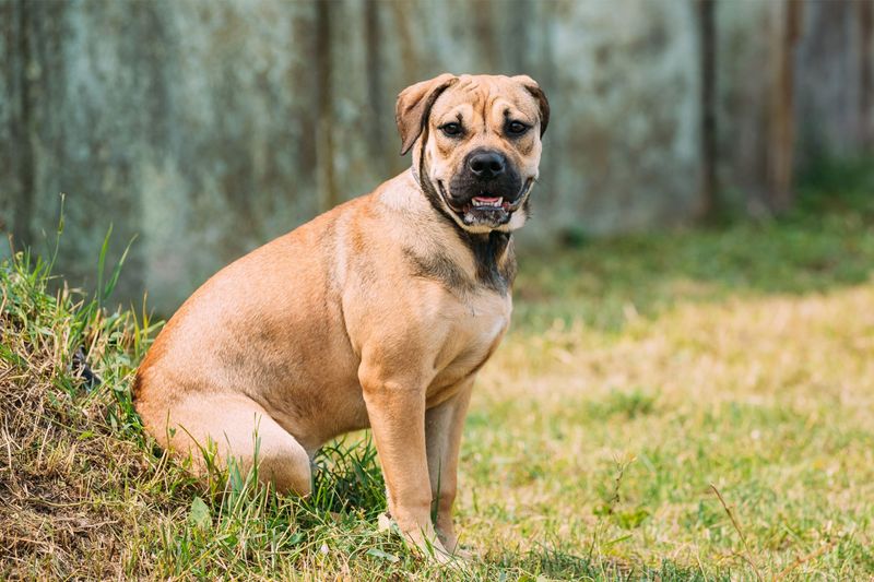 Perro de Presa Mallorquin