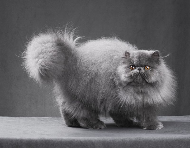 Persian Cat