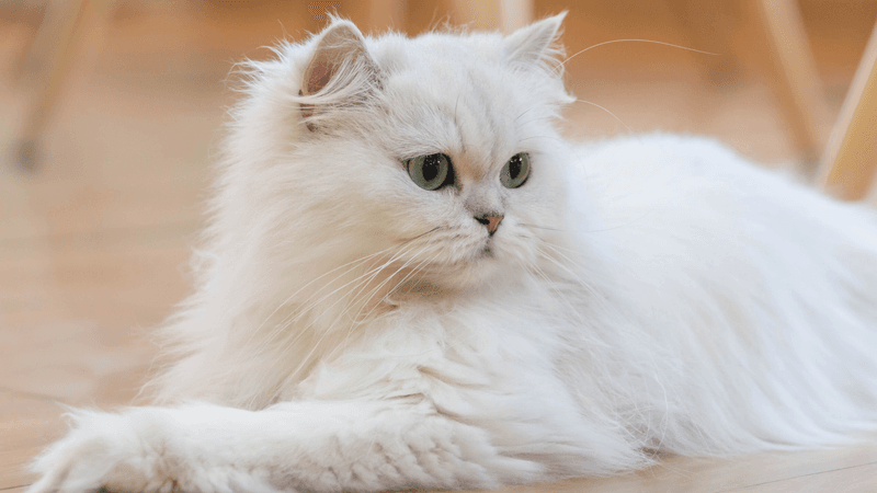 Persian Cat