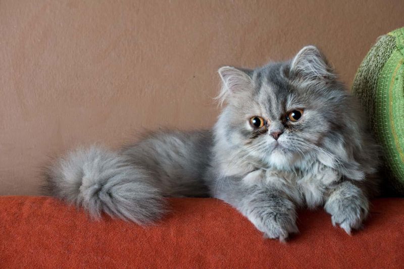 Persian Cats