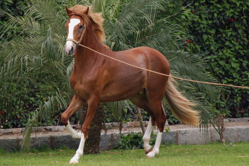 Peruvian Paso