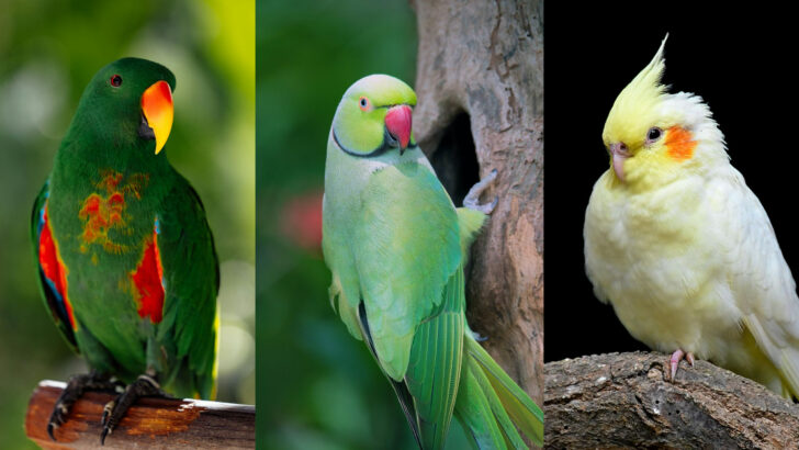 12 Pet Birds You Can Keep Without Being Caged