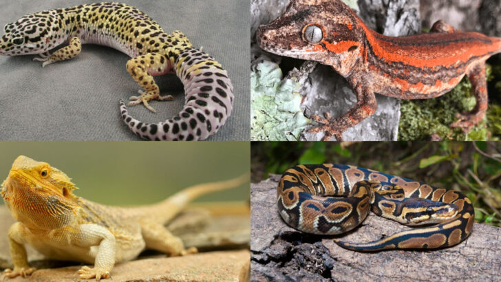 18 Pet Reptiles That Are Low-Maintenance but High on Personality