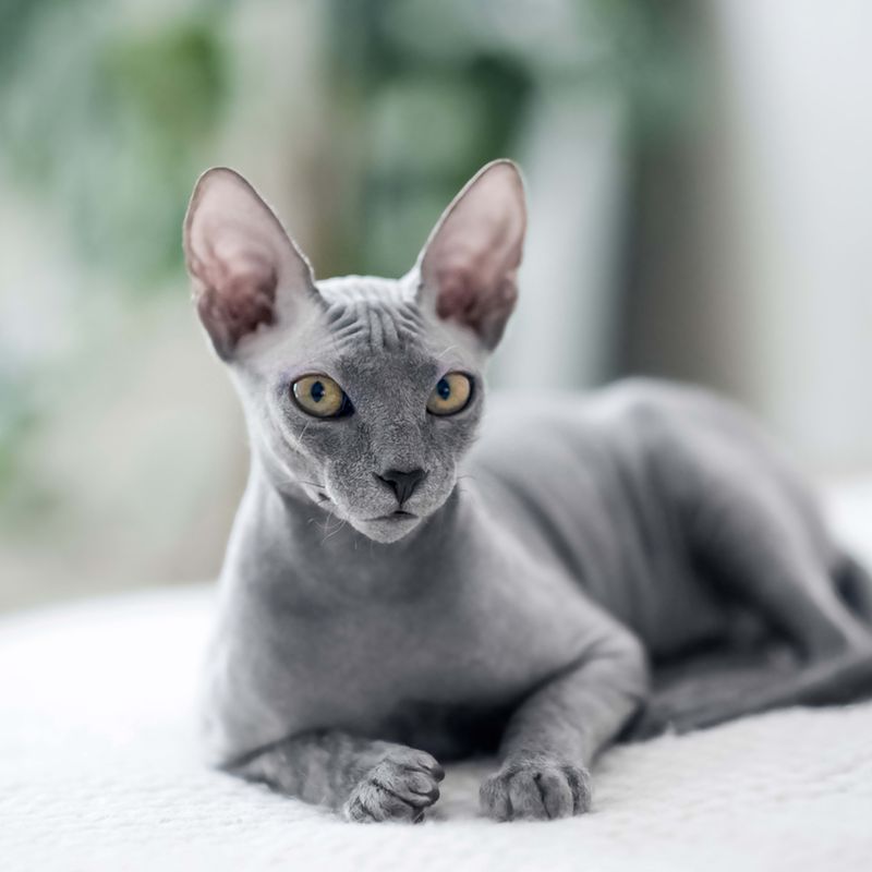 Peterbald