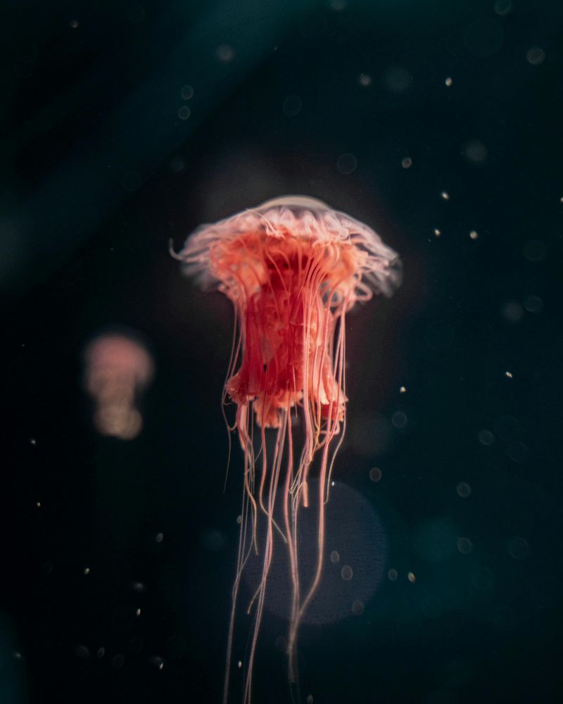 Phantom Glow Jellyfish