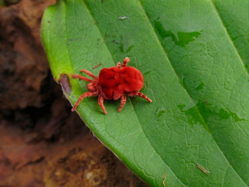 Phantom Velvet Mite