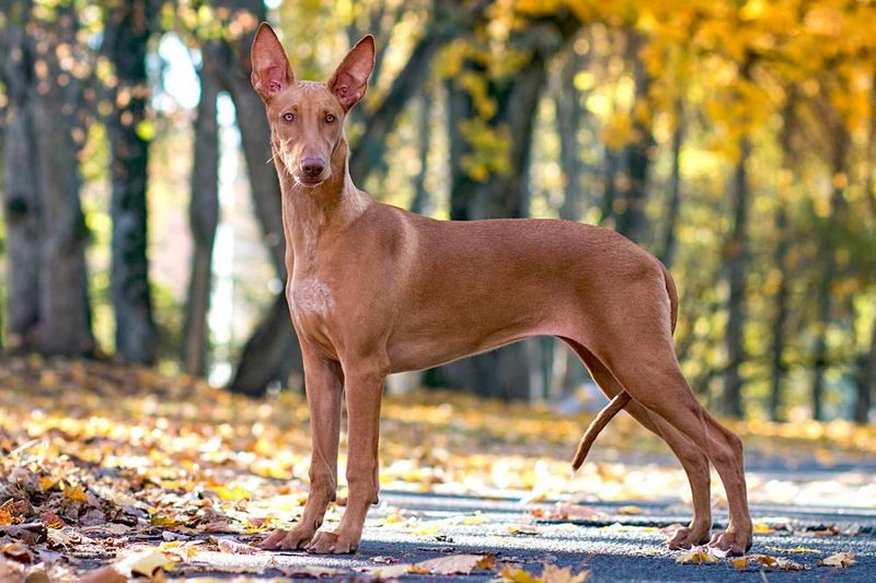 Pharaoh Hound