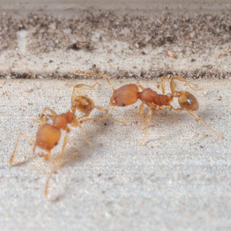 Pheidole harrisonfordi