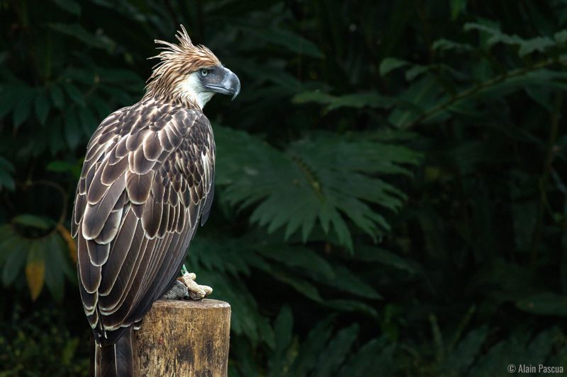 Philippine Eagle