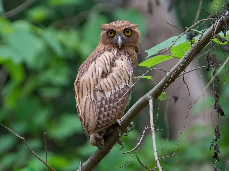 Philippine Eagle-Owl