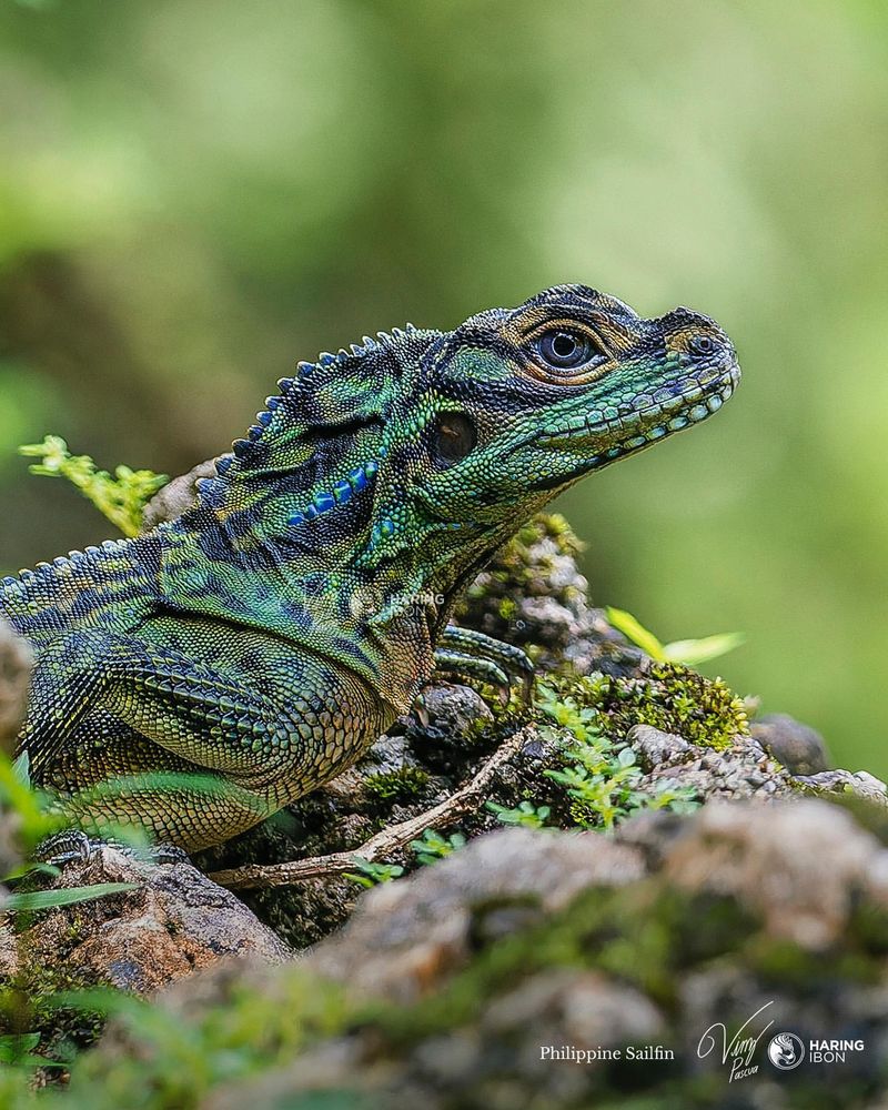 Philippine Sailfin Lizard