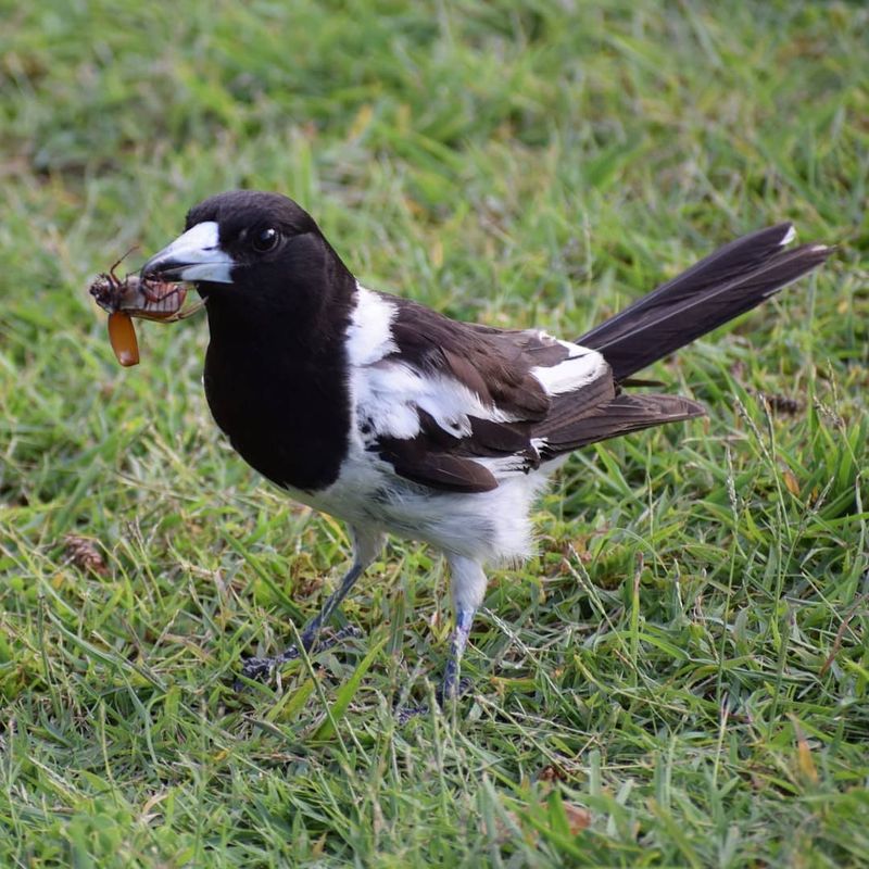 Pied Butcherbird