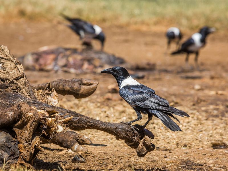 Pied Crows