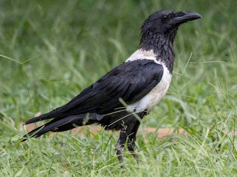 Pied Raven