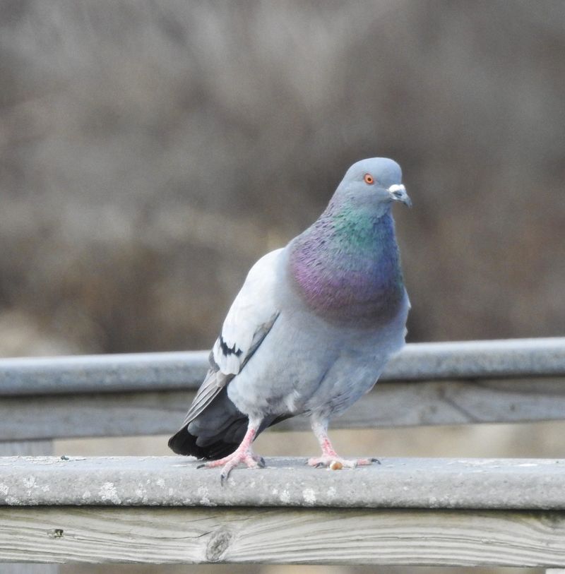 Pigeon