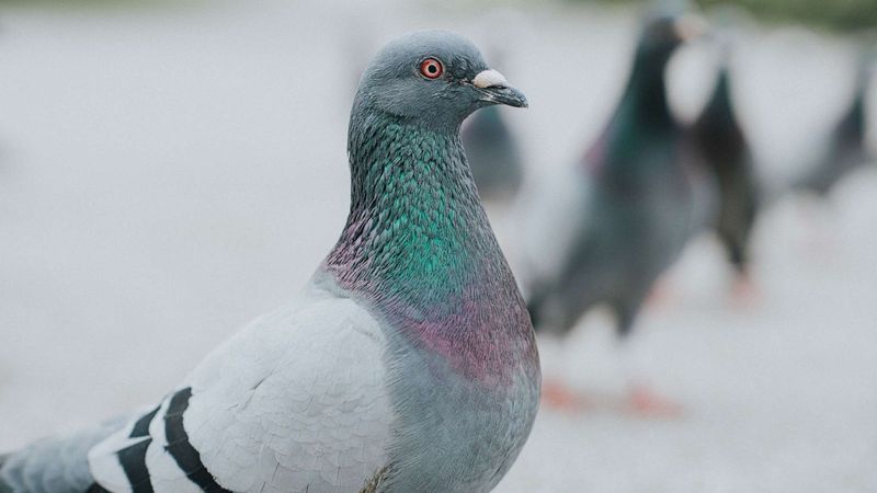 Pigeon's Geomagnetic Sense