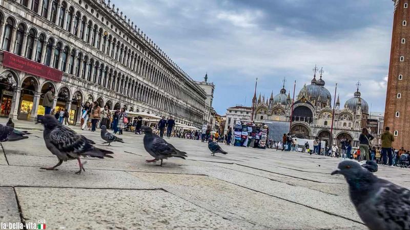 Pigeon Feeding Ban - Venice, Italy