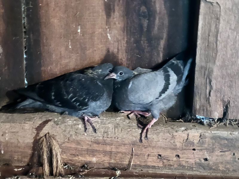 Pigeons