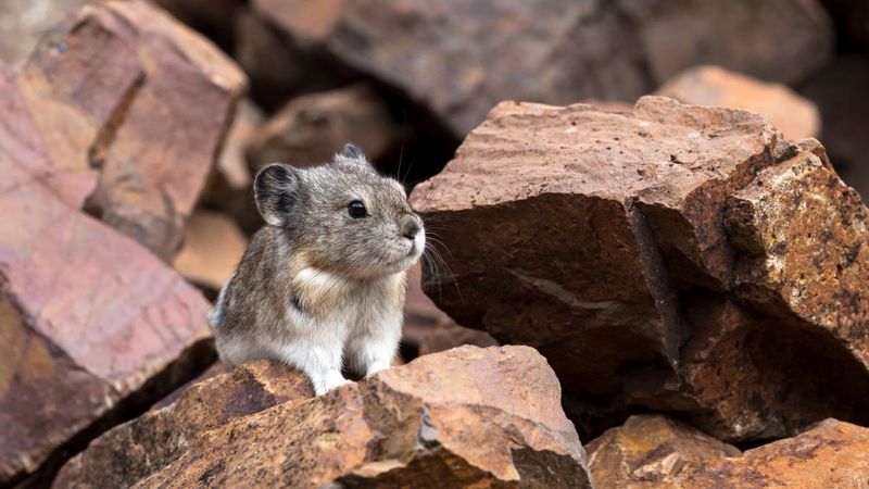 Pika