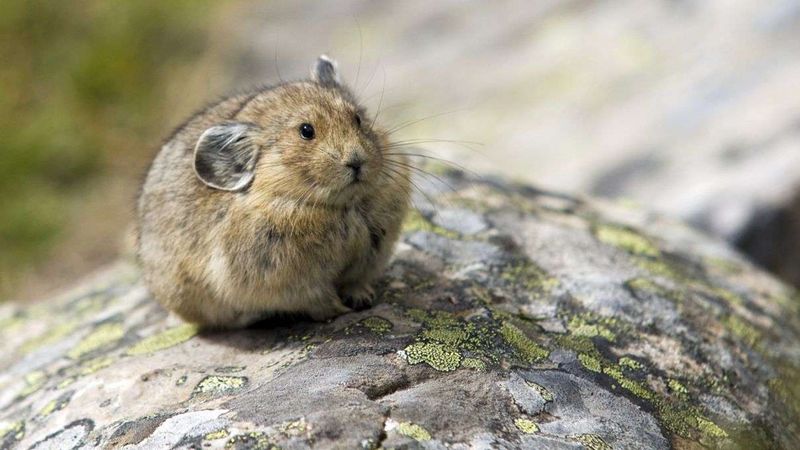 Pika