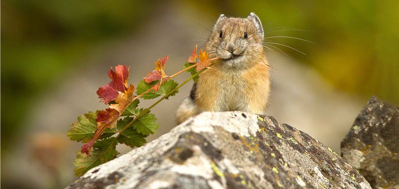 Pika