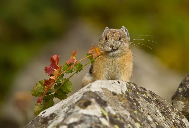 Pika