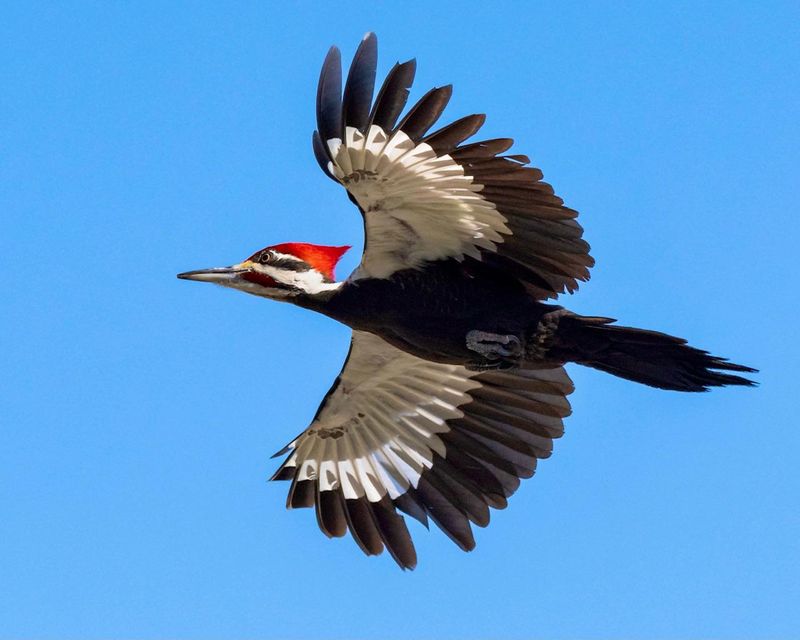 Pileated Woodpecker