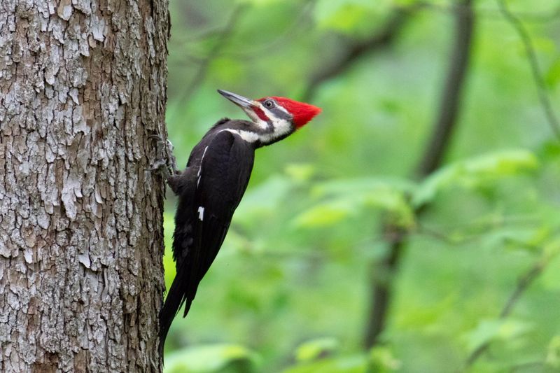 Pileated Woodpecker