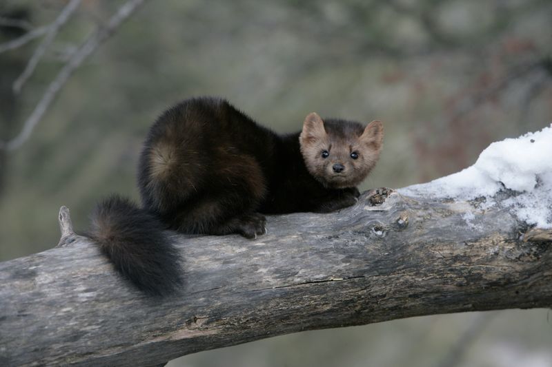 Pine Marten