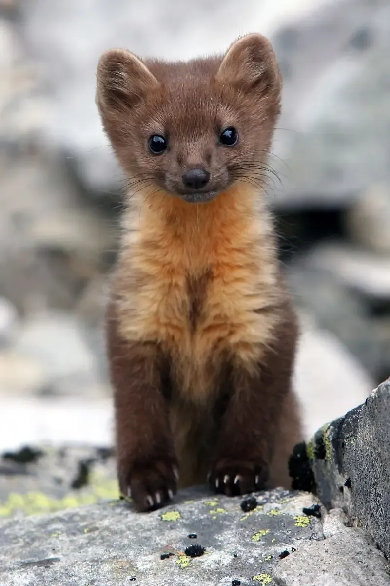 Pine Marten