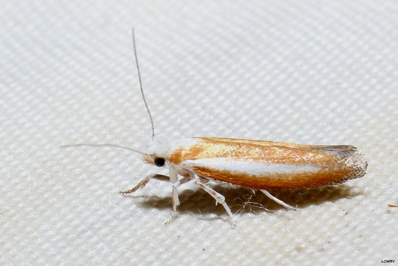 Pine Needle Moth