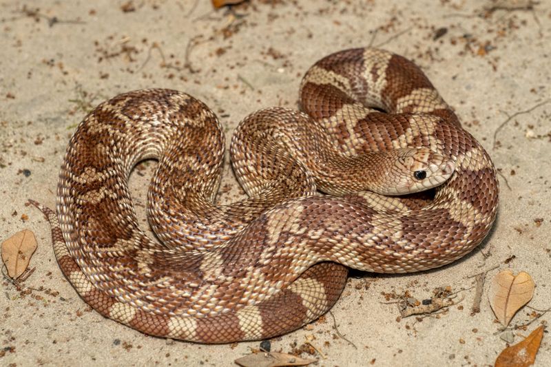 Pine Snake