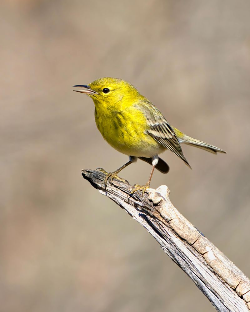 Pine Warbler