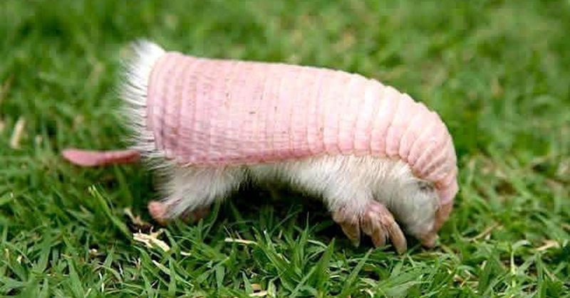 Pink Fairy Armadillo