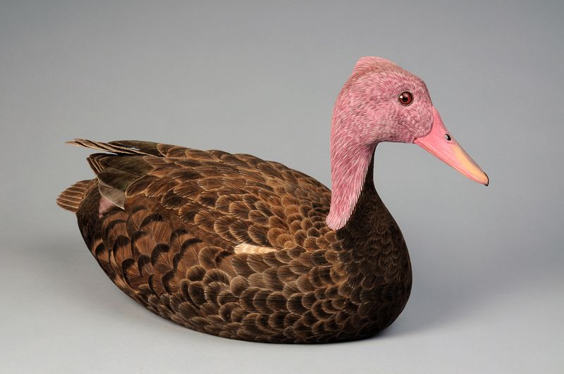 Pink-headed Duck