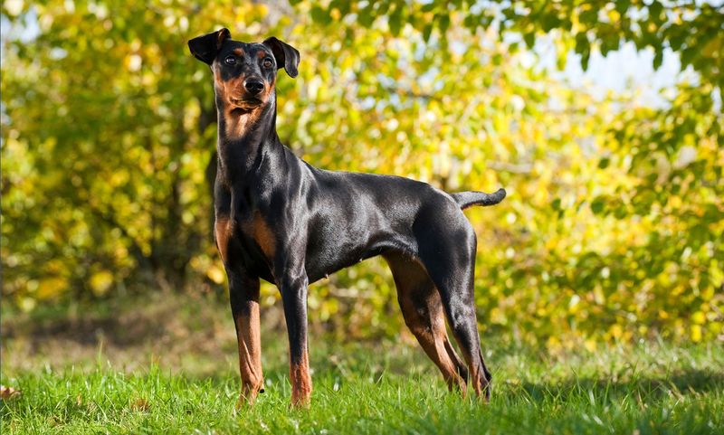 Pinscher