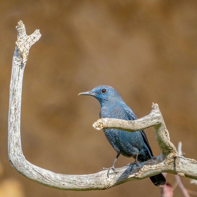 Pinyon Jay