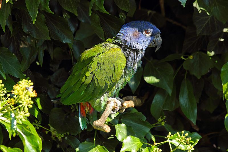 Pionus Parrot