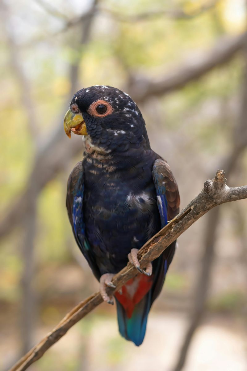 Pionus Parrot